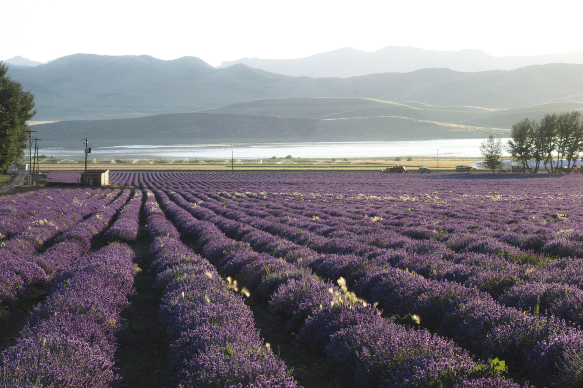 Young Living Global Farms