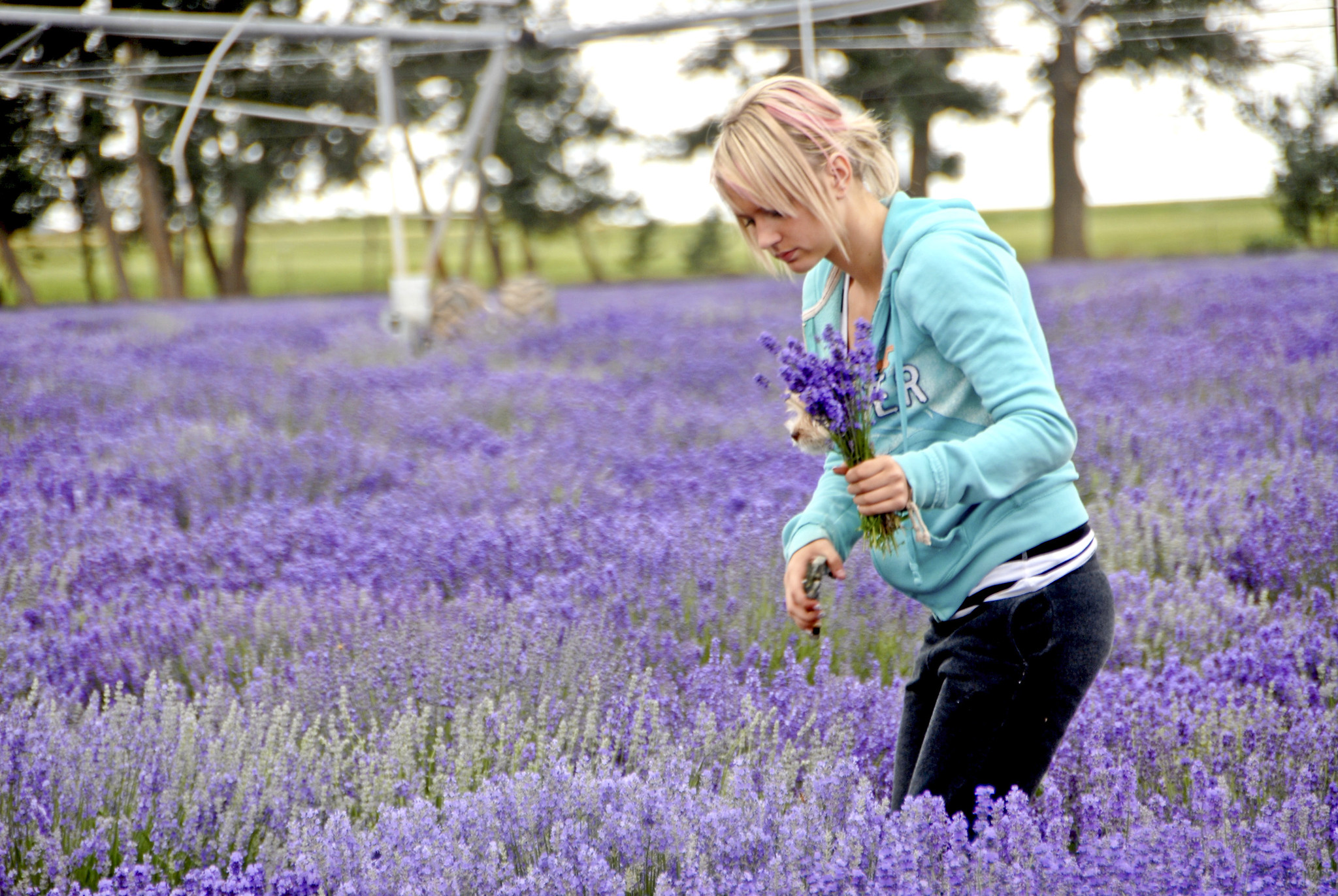 Young Living Global Farms