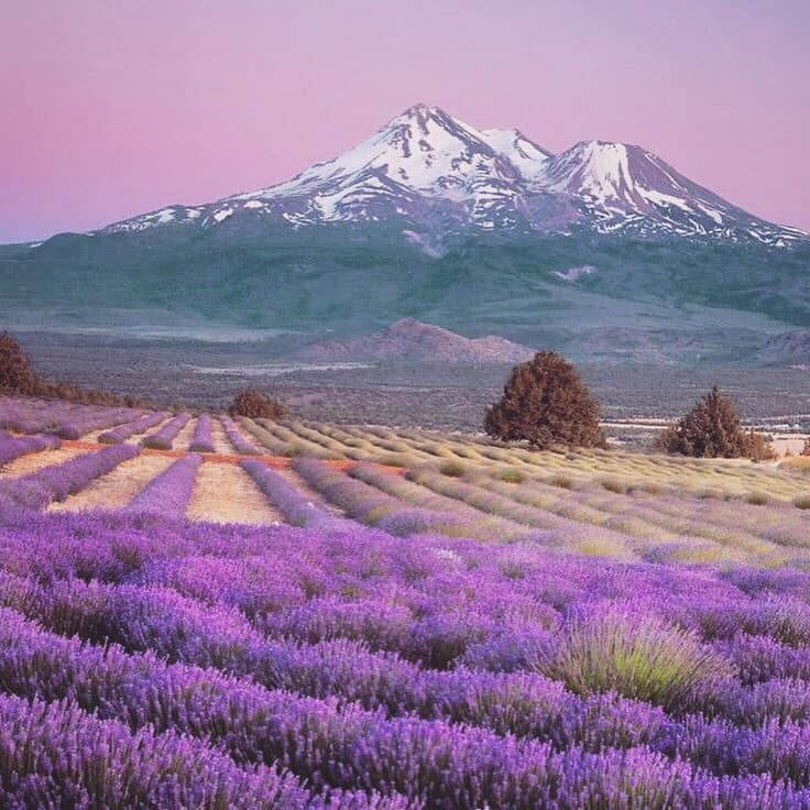 Young Living Global Farms