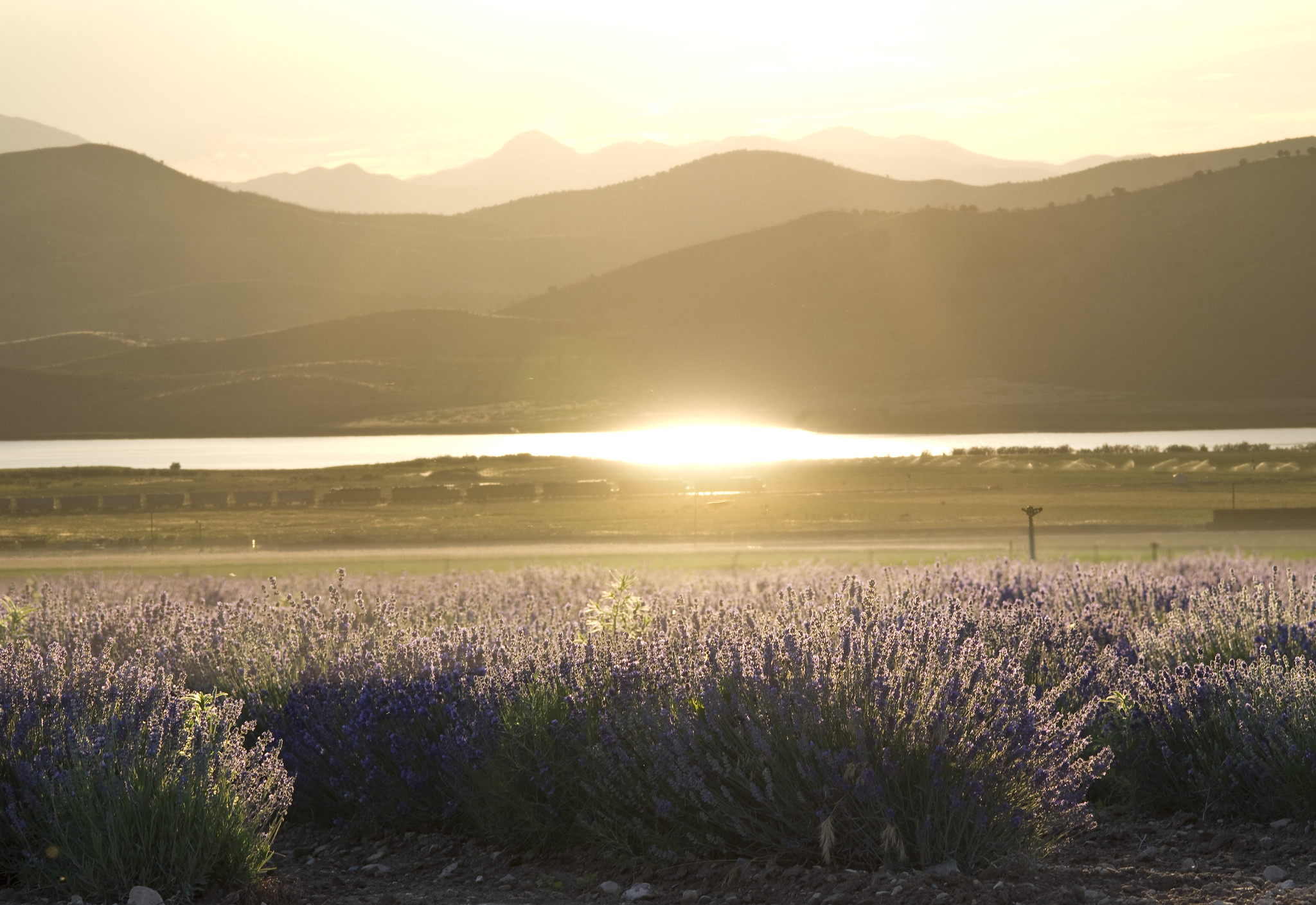 Young Living Global Farms