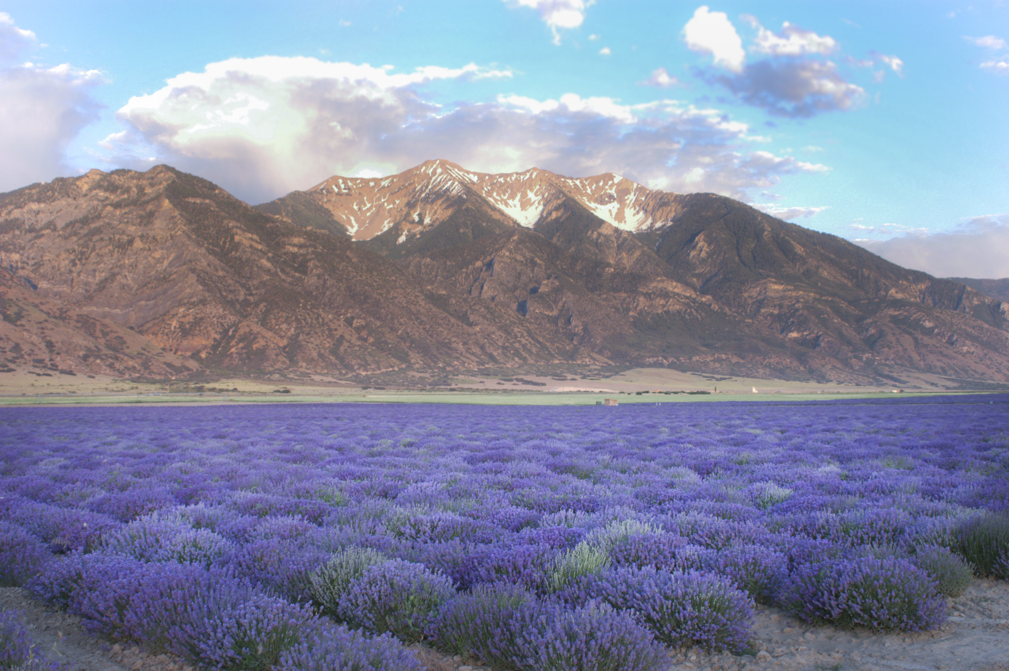 Young Living Global Farms