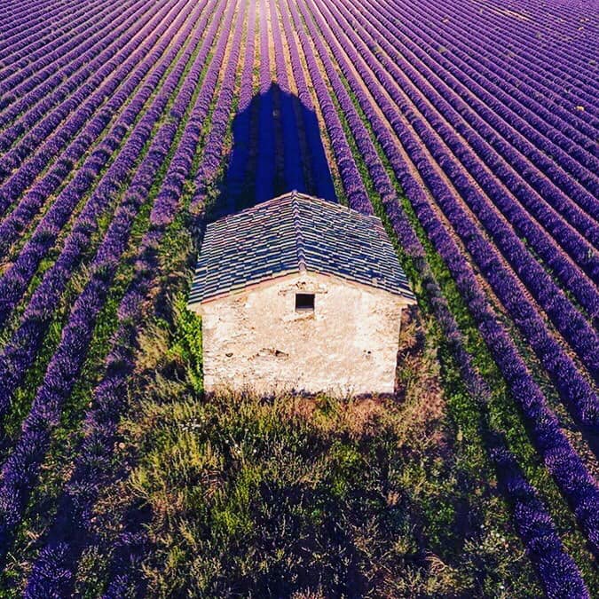 Young Living Global Farms