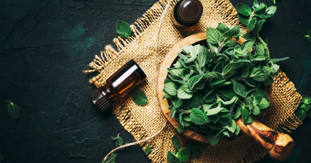 ออริกาโน Oregano สมุนไพรเสริมภูมิคุ้มกัน