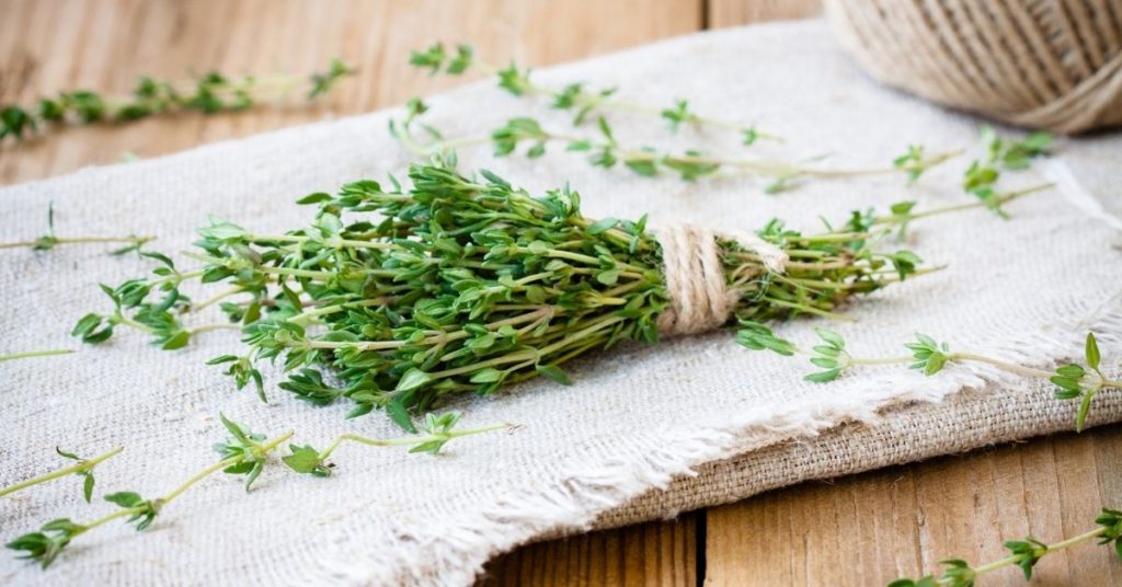 ไธม์ Thyme สมุนไพรเสริมภูมิคุ้มกัน